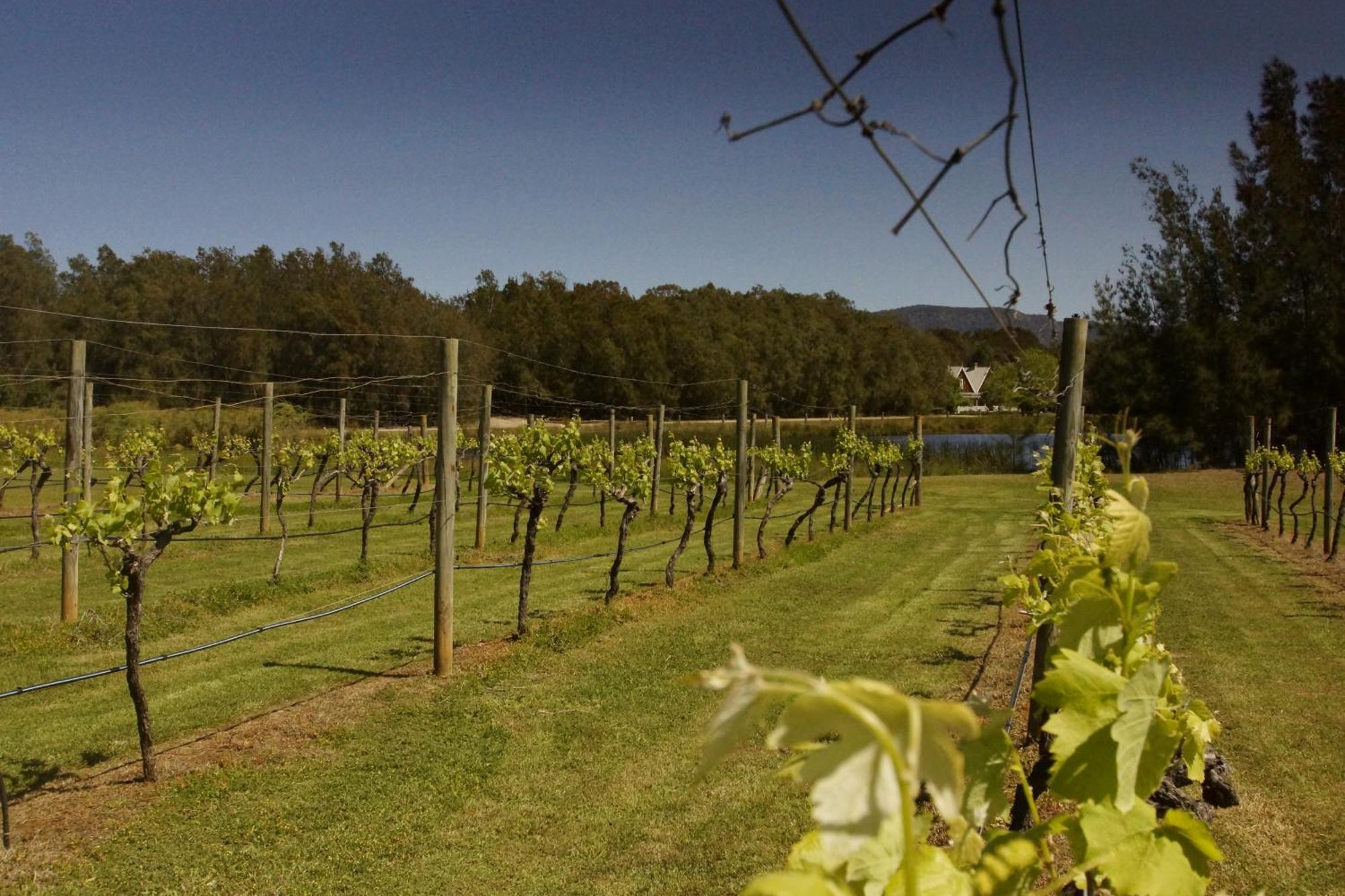 The Carriages Boutique Hotel And Vineyard بوكولبن المظهر الخارجي الصورة